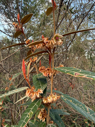 shrubby velvet-bush