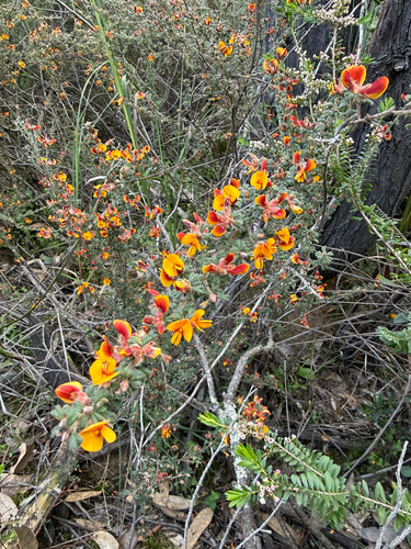Rough Bush-pea