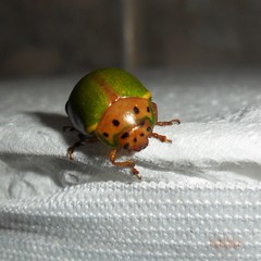 Platyphora quadrisignata