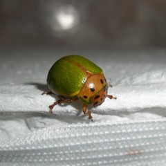 Platyphora quadrisignata