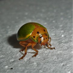 Platyphora quadrisignata