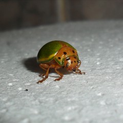 Platyphora quadrisignata