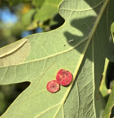 Smooth Spangle Gall Wasp