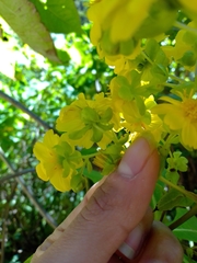 Rumfordia floribunda