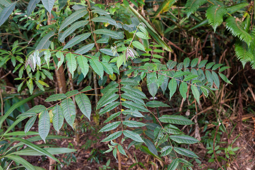 Toona ciliata observed 2026-09-27