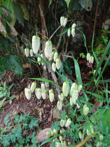 Greater Quaking Grass