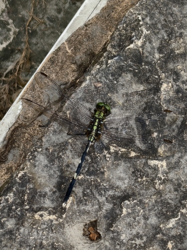 Slender Skimmer