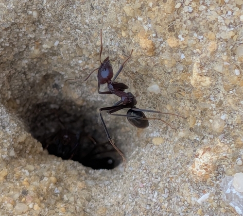 Southern Meat Ant
