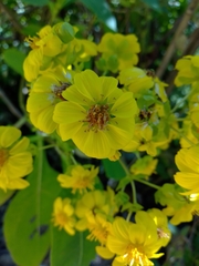 Rumfordia floribunda