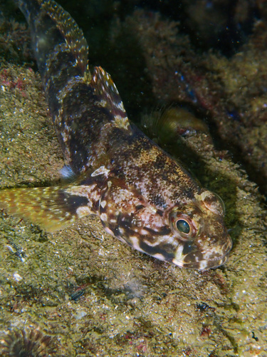 Rock Goby