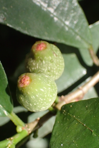 Ficus formosana observed 2026-09-27