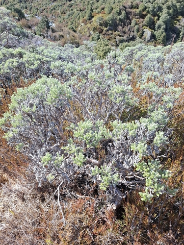 Brachyglottis cassinioides observed 2026-09-20