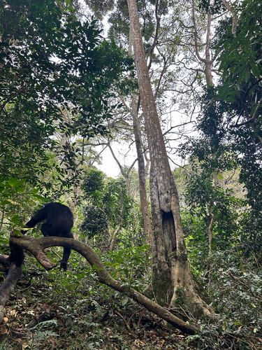 Chimpanzee
