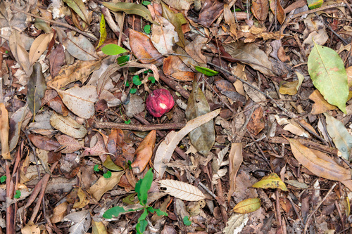 Syzygium ingens, 2026-09-27