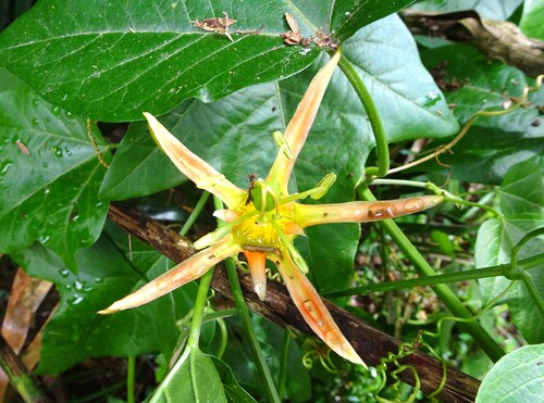 Herbert's Passionfruit