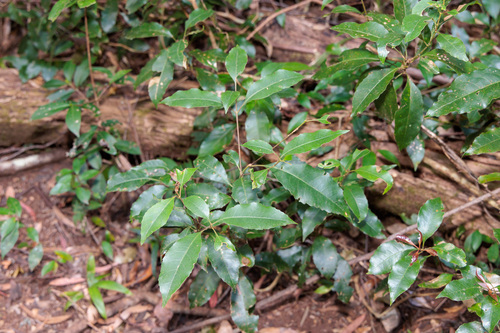 Schizomeria ovata observed 2026-09-27