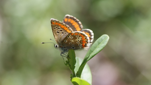 Southern Brown Argus