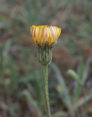 Leontodon biscutellifolius