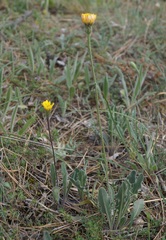 Leontodon biscutellifolius