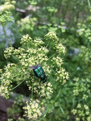 Trichiotinus lunulatus