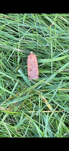Large Yellow Underwing