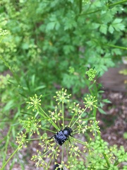 Trichiotinus texanus