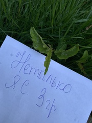 Taraxacum officinale