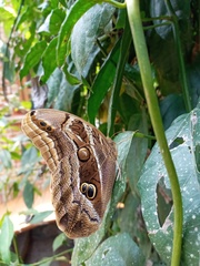 Eryphanis aesacus