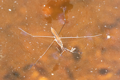 Limnoporus dissortis