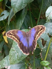 Eryphanis aesacus