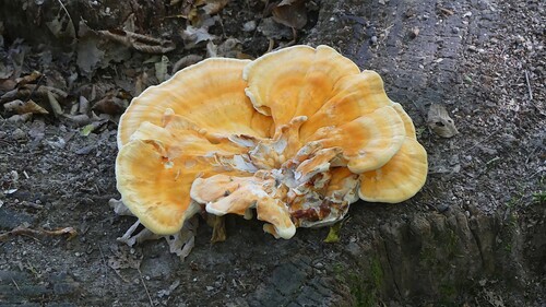 chicken of the woods