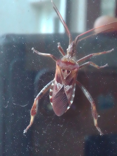Western Conifer Seed Bug