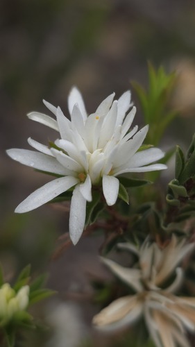 Pseudanthus pimeleoides observed 2026-09-27
