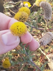 Anacyclus valentinus