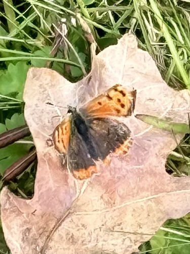 Small Copper