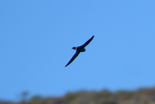 iNaturalist image