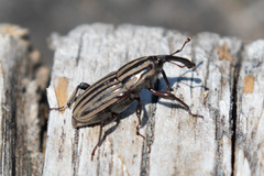 Sphenophorus costipennis