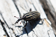Sphenophorus costipennis