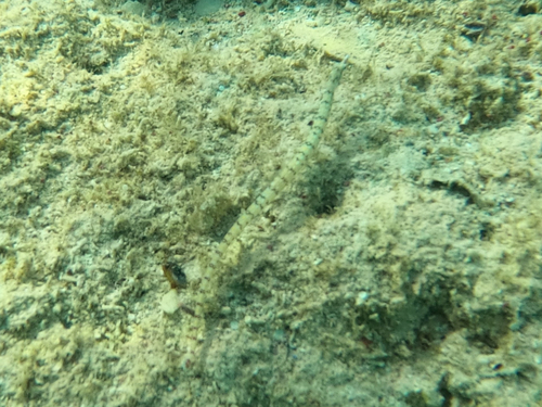 Network Pipefish