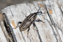 Sphenophorus costipennis