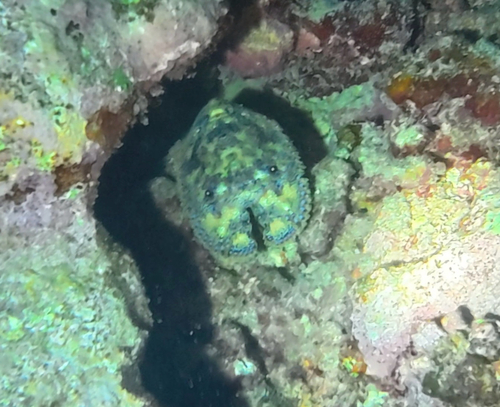 Parribacus antarcticus observed 2026-09-26