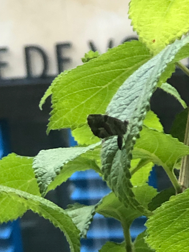 Common Geranium-bronze