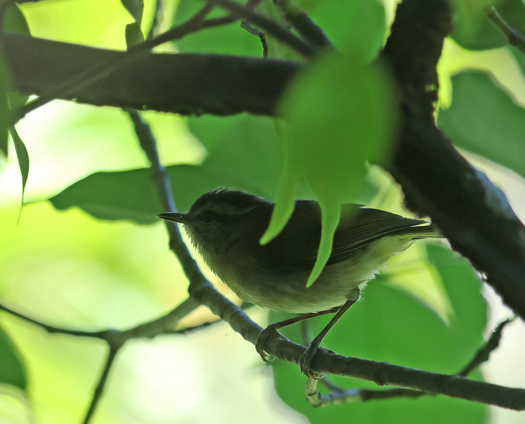 Cikrak sulawesi (Phylloscopus sarasinorum)