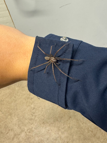 Giant House Spider