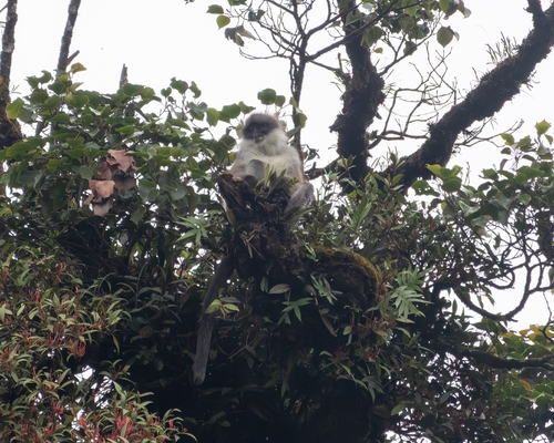 White-thighed Surili
