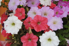 Petunia × atkinsiana
