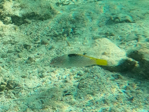 Checkerboard Wrasse