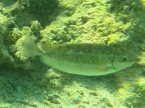 Dusky Spinefoot