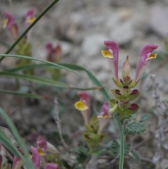 Scutellaria orientalis orientalis
