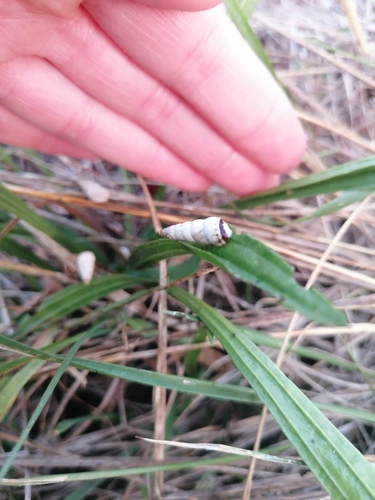Pointed Snail
